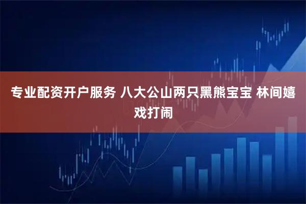 专业配资开户服务 八大公山两只黑熊宝宝 林间嬉戏打闹
