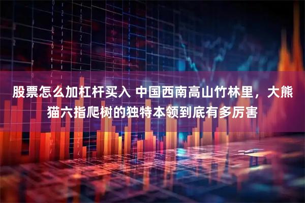 股票怎么加杠杆买入 中国西南高山竹林里，大熊猫六指爬树的独特本领到底有多厉害