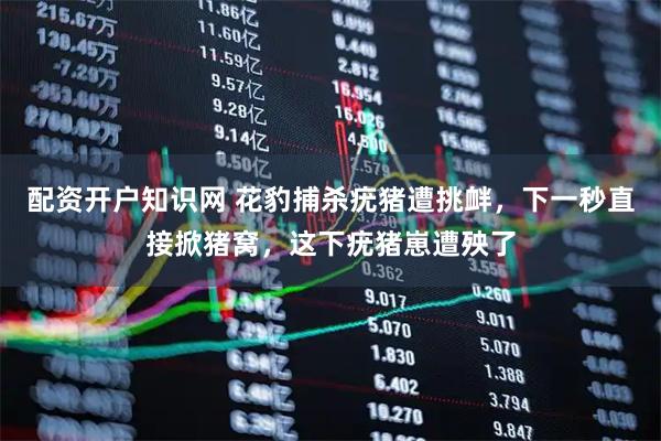 配资开户知识网 花豹捕杀疣猪遭挑衅,下一秒直接掀猪窝,这下疣猪崽遭殃了